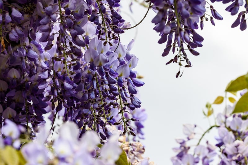 Wisteria Vines